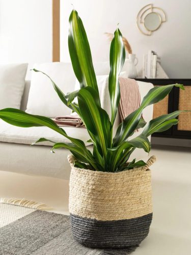 Basket Aylin Cream/Grey 30x30x30 cm
