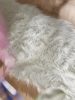 Washable Shaggy Rug Nanuk White 60x180 cm